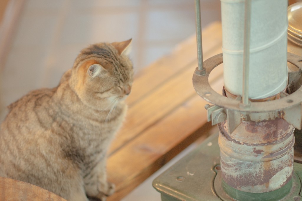 冬の猫写真