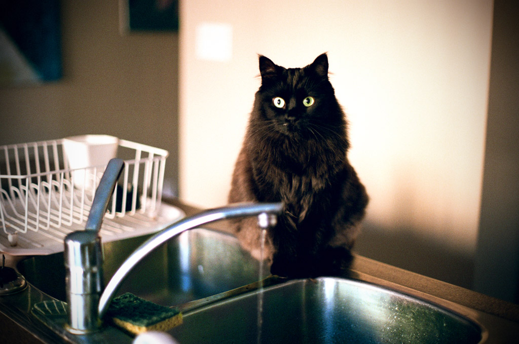 蛇口 黒猫
