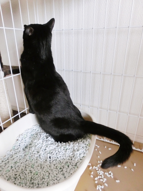 トイレで排泄する猫