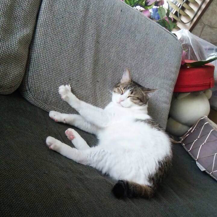 猫が気持ちよさそうに昼寝