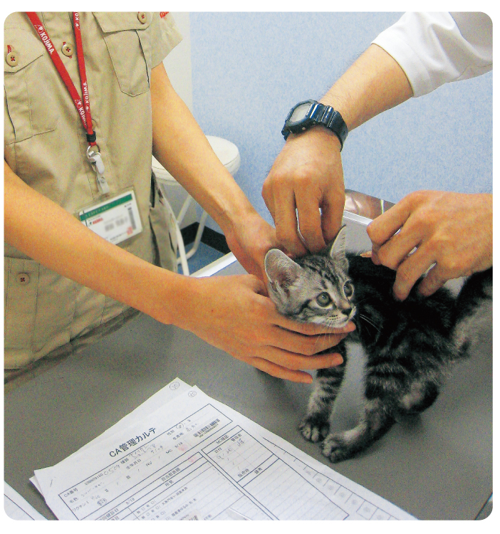 猫ワクチン