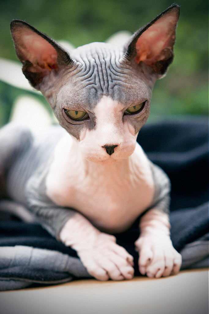 毛のない肌と大きな耳 不思議な魅力を持つスフィンクスの性格と特徴 猫の総合情報サイト ペットスマイルニュースforネコちゃん