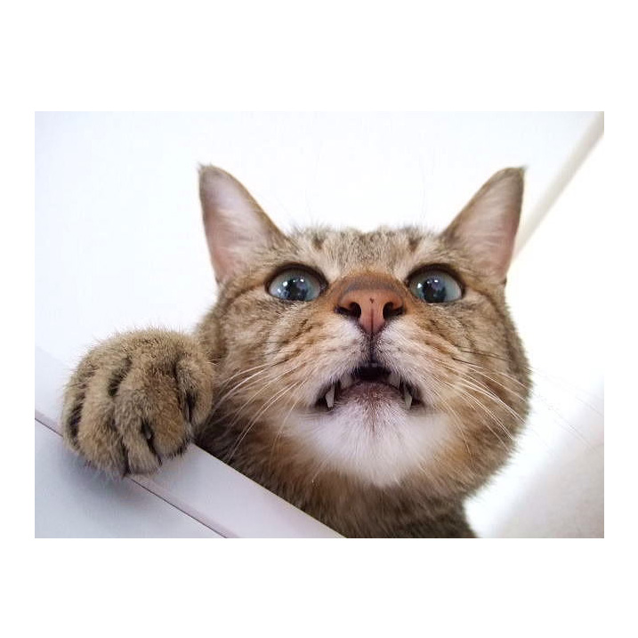 猫の豆知識 ネコのびっくり顔の正体は 猫の総合情報サイト ペットスマイルニュースforネコちゃん
