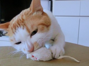 アイキャッチ