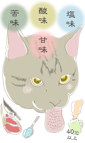 ベロの役割