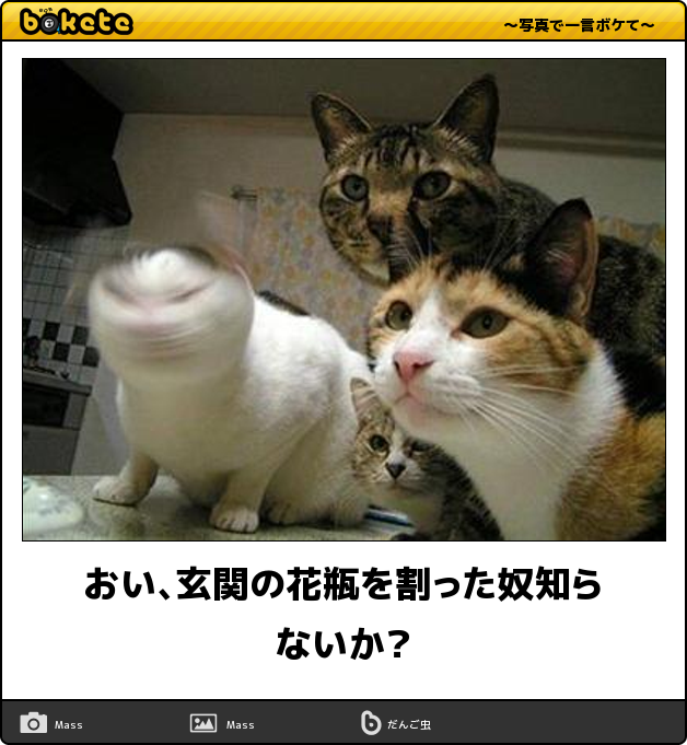 日常を100倍も楽しくする 秒殺で笑える 猫ちゃんのおもしろbokete 21選 猫の総合情報サイト ペットスマイルニュースforネコちゃん