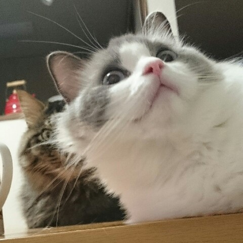 くっきー