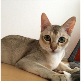 世界最少の家猫 シンガプーラ のことをもっと知りたい 猫の総合情報サイト ペットスマイルニュースforネコちゃん