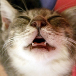 日常を100倍も楽しくする 秒殺で笑える 猫ちゃんのおもしろbokete 21選 猫の総合情報サイト ペットスマイルニュースforネコちゃん