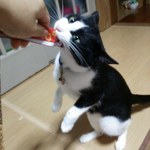 ゆず