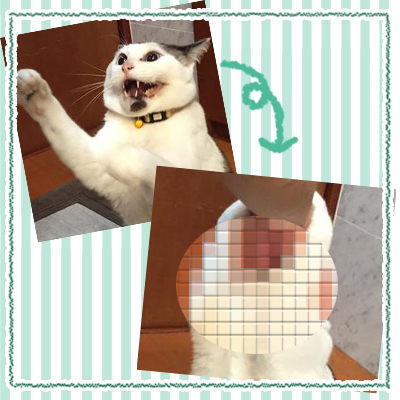 Twitterで話題の猫ちゃん 口裂け猫ちゃーちゃん Chamam05 さん宅の猫 ちゃーちゃんが可愛すぎる件について 猫の総合情報サイト ペットスマイルニュースforネコちゃん