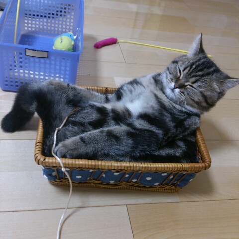きなこ
