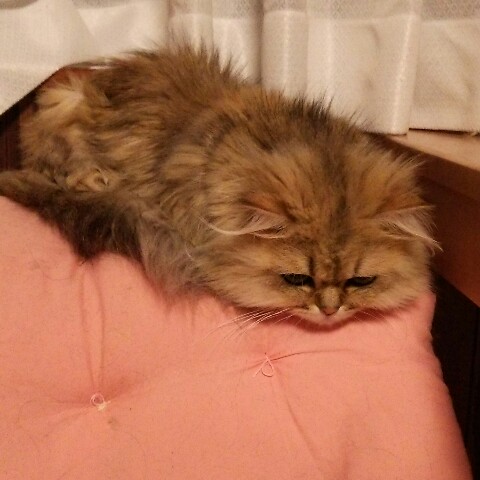 ペル