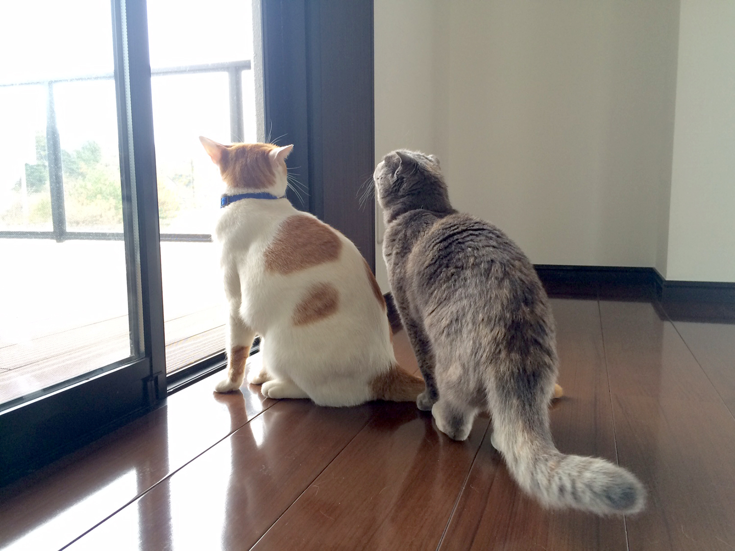室内から外を見るねこ
