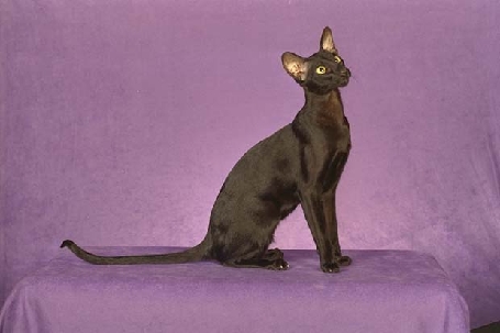 beautiful-oriental-shorthair-photo