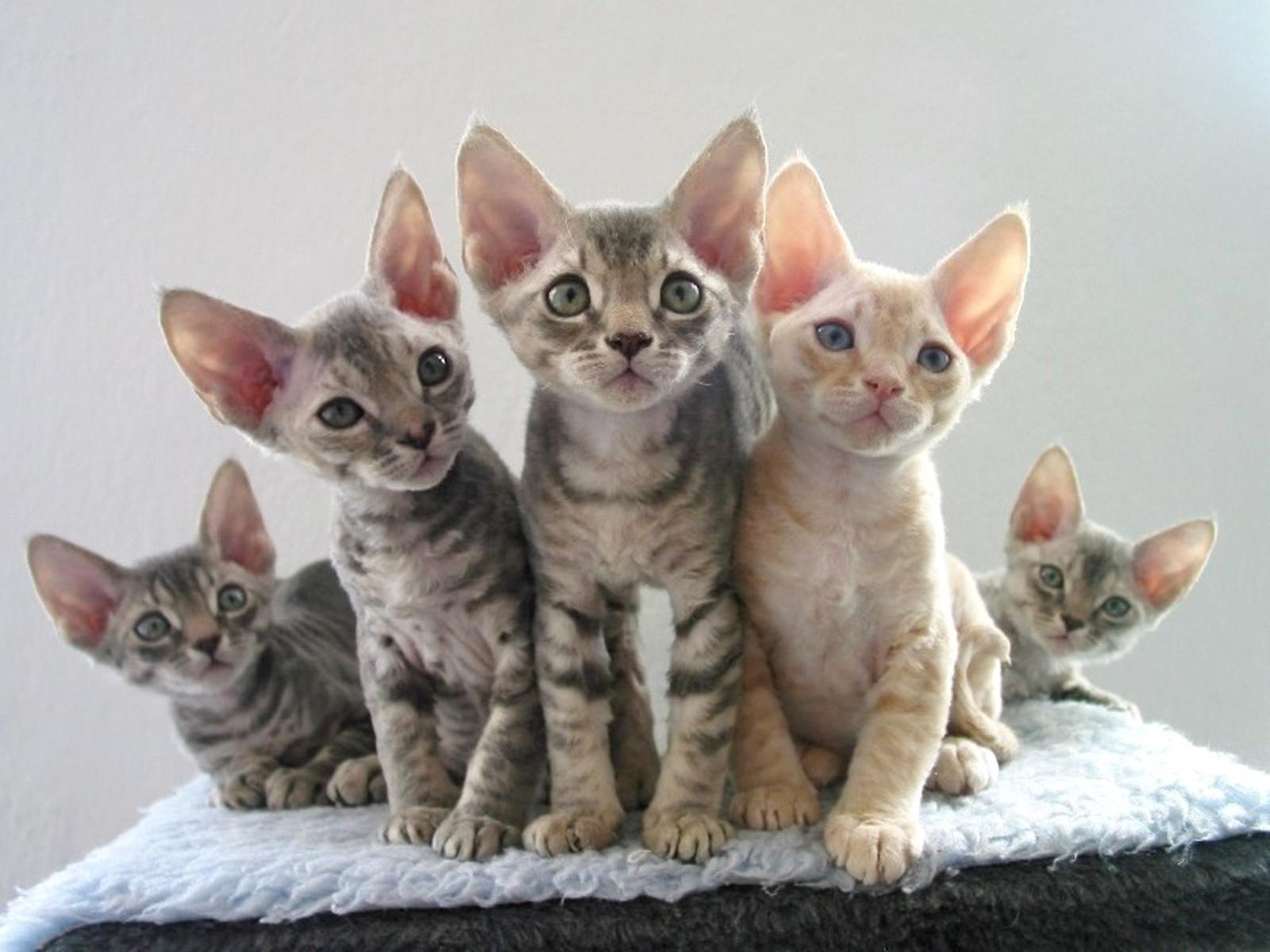 devon-rex4