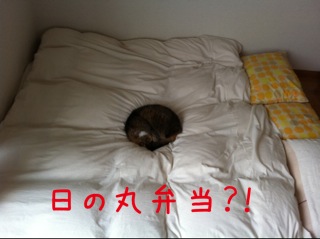 image (21)
