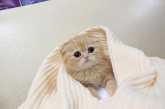 l-Scottish-Fold-kitten.-550x366