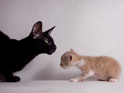 xnorel-persian-and-cornish-rex-cats-21400593.jpg.pagespeed.ic.4kbeiWhZIq