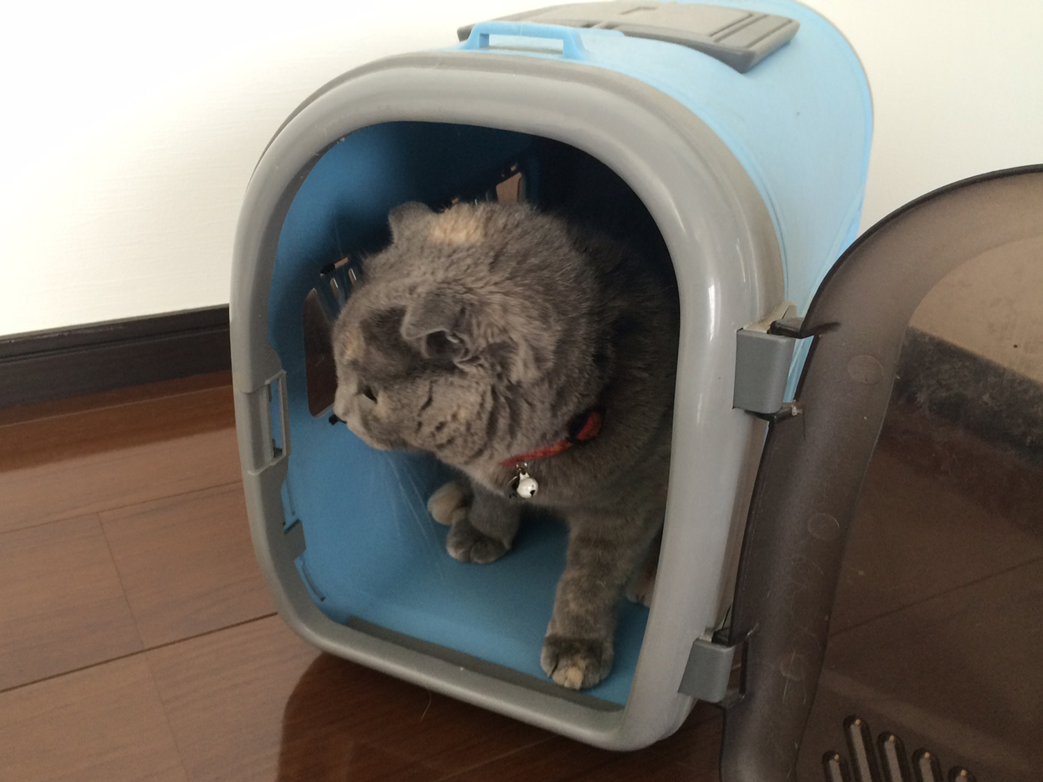 キャリーにはいるねこ