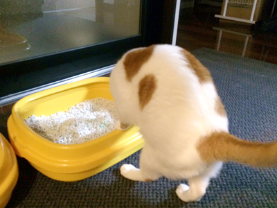 猫トイレ