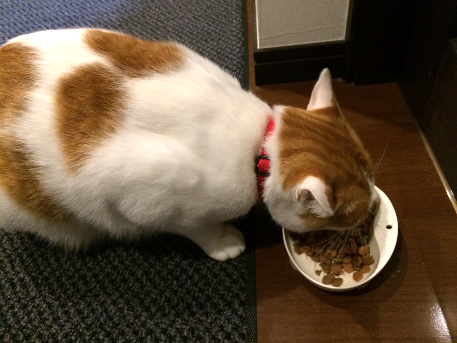 ごはんを食べるねこ