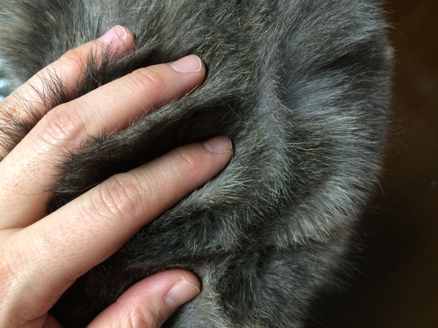 猫の毛