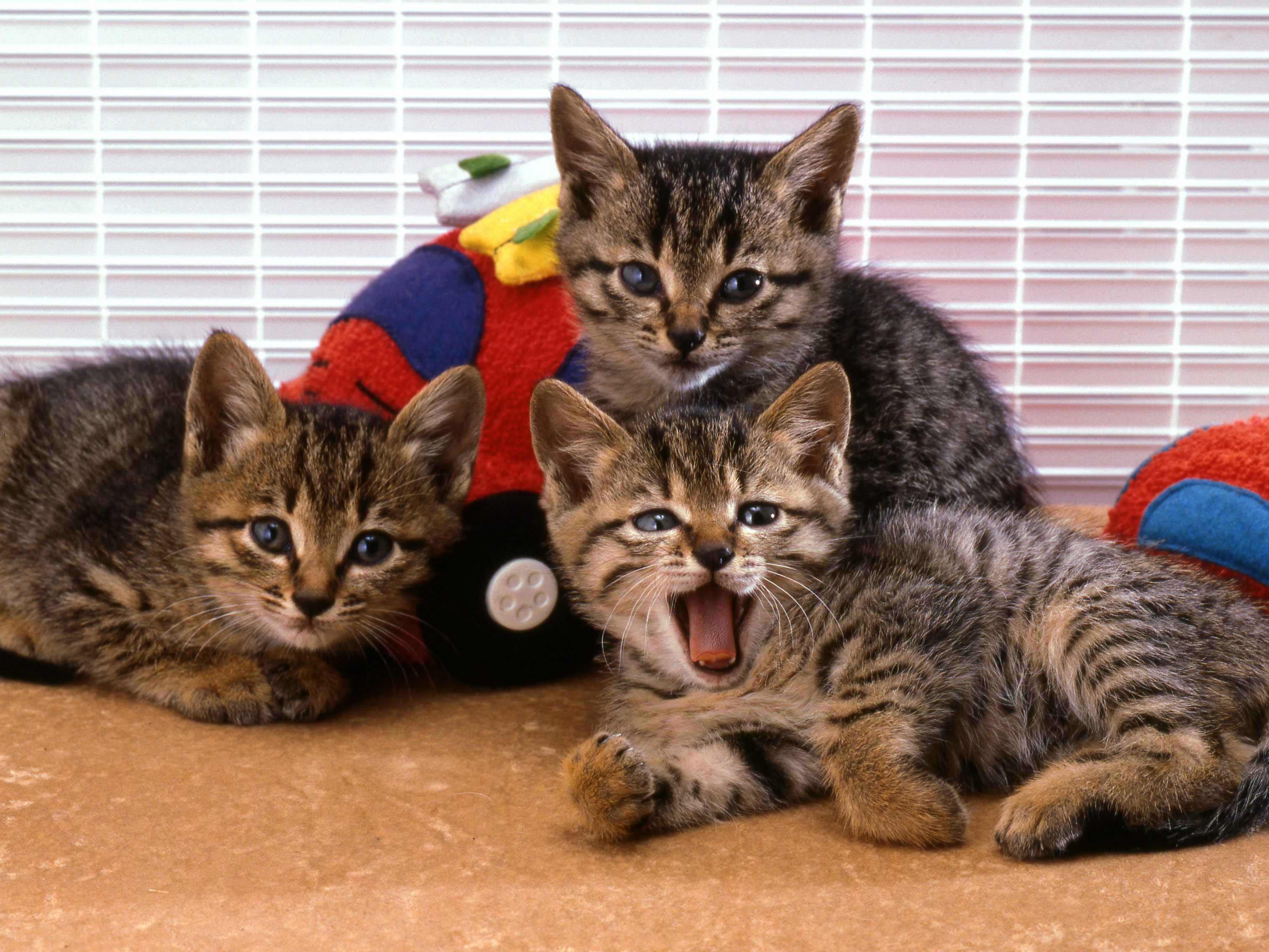 cat0046-026
