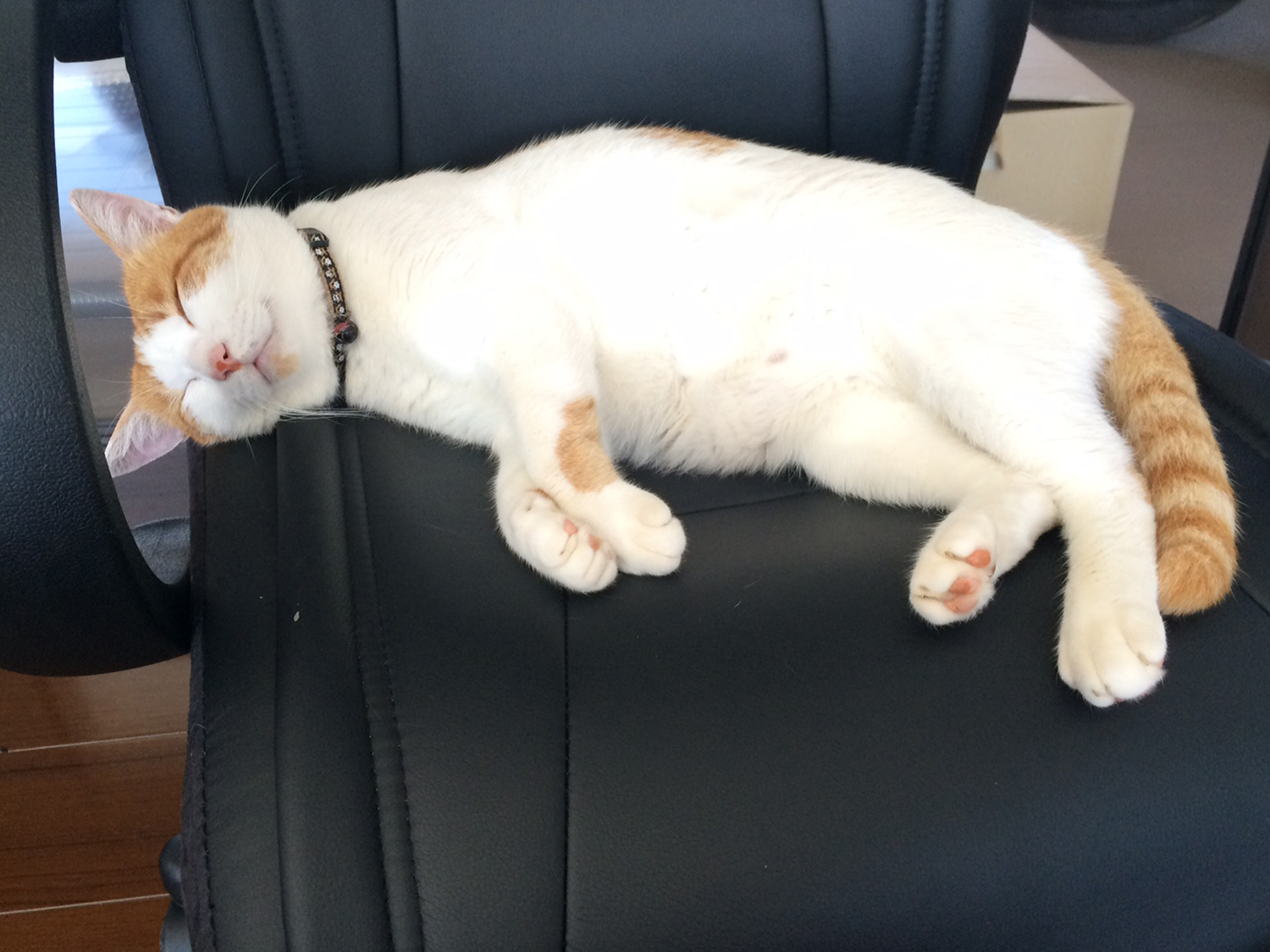椅子で寝るねこ