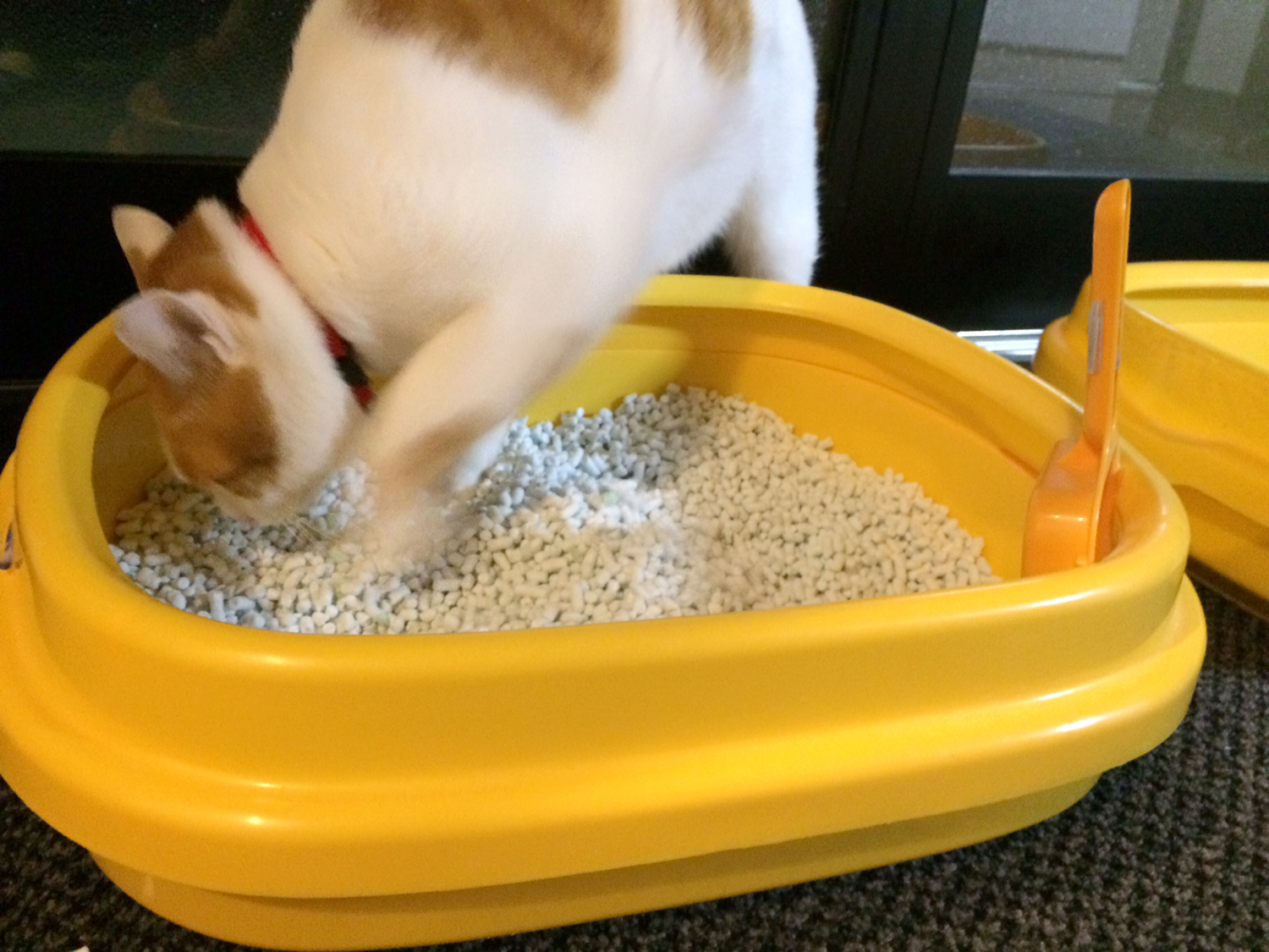 猫トイレ砂
