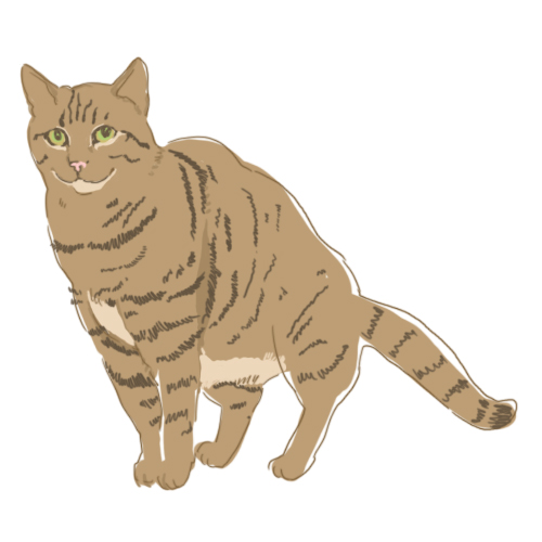 キジトラ