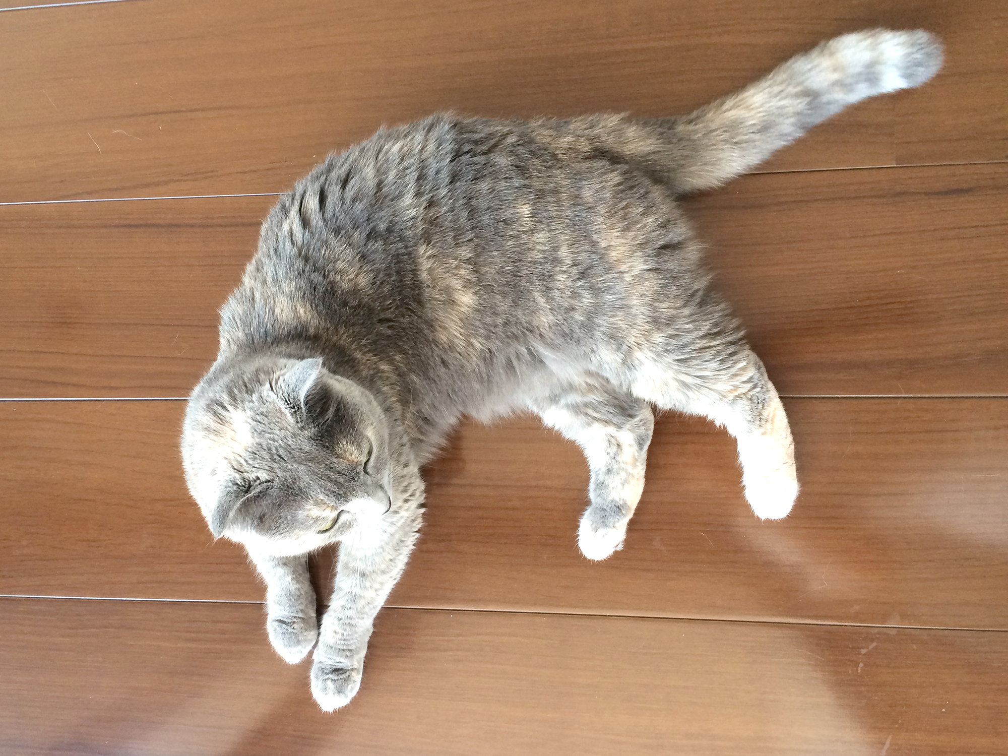 健康なねこ01