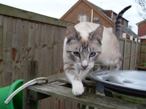 cat-2329_640 (1)