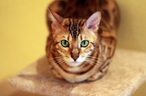 ベンガル