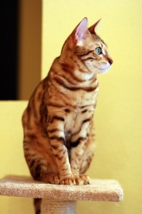 ベンガルがかかりやすい病気