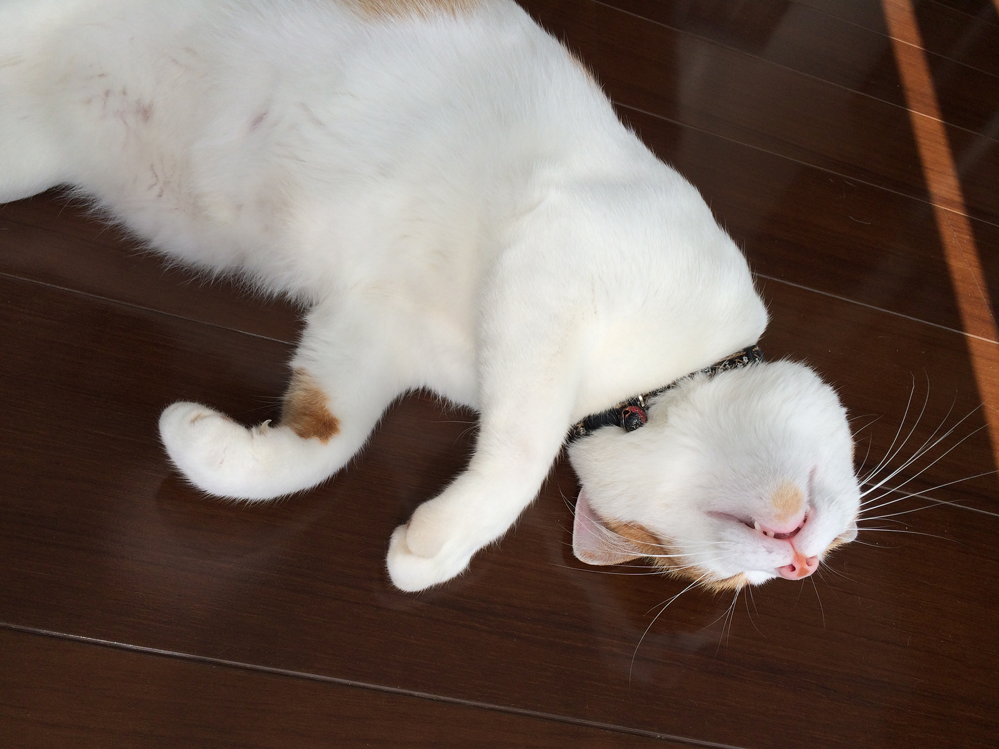 健康なねこ02