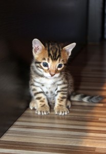 猫のストレス