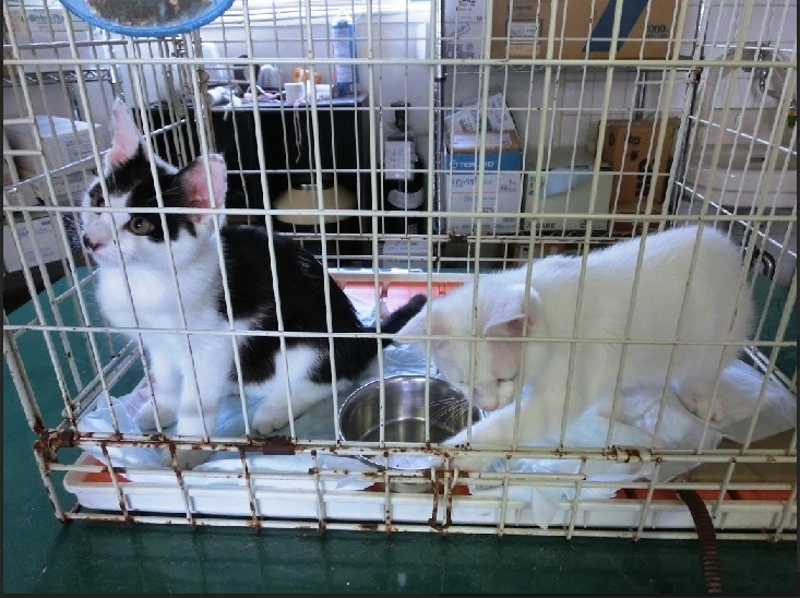 野良猫だった猫と楽しく暮らす④