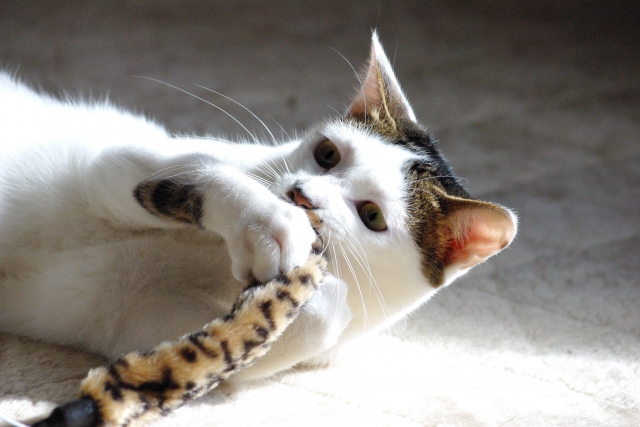 野良猫だった猫と楽しく暮らす③