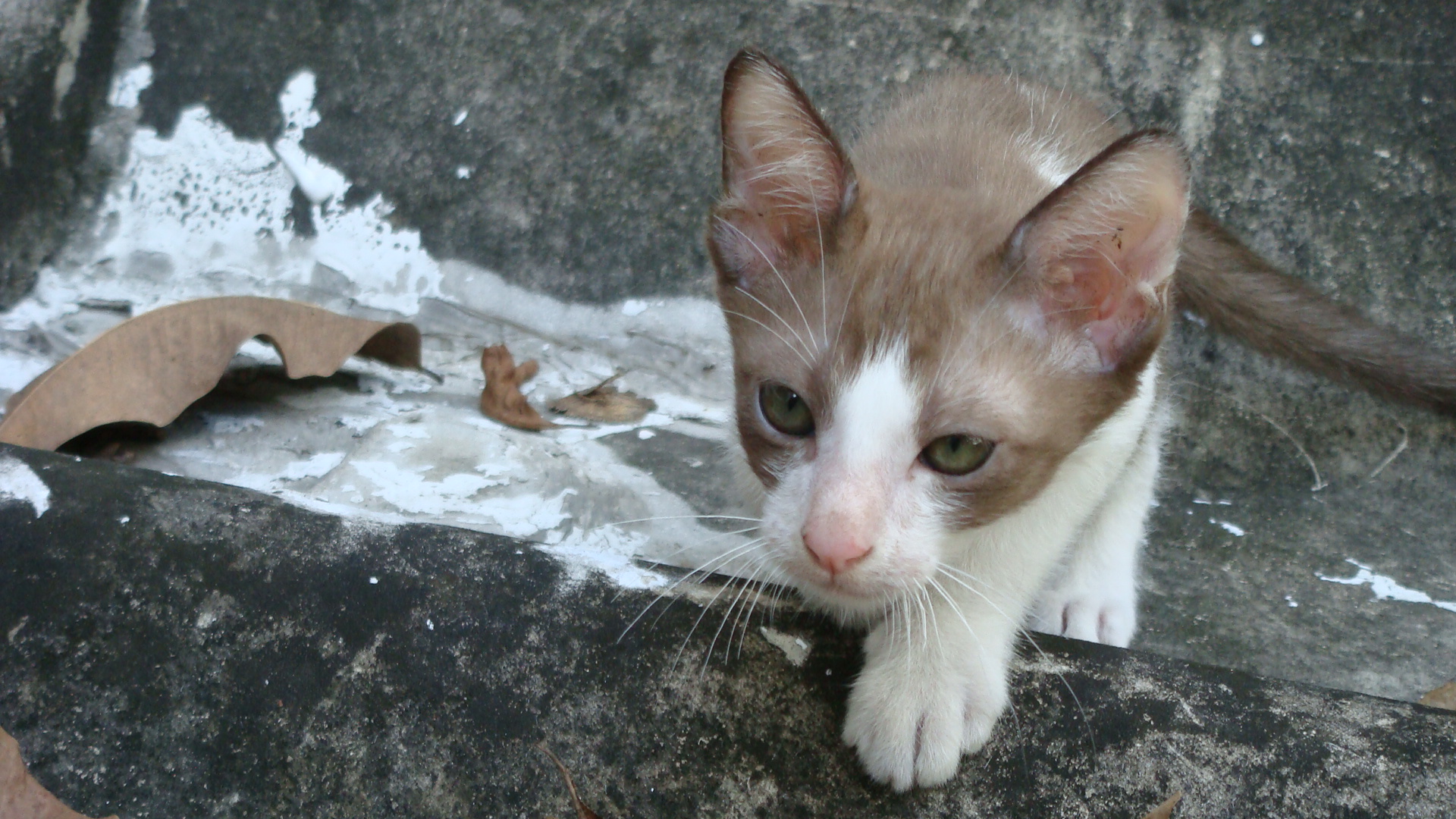 free-photo-cat-109