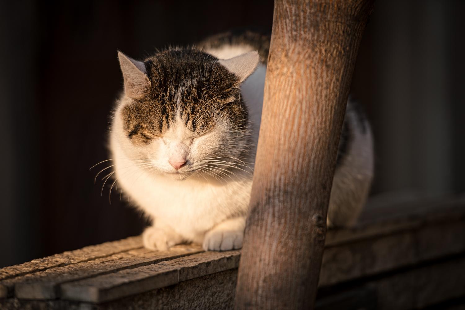 猫と犬とモルモットと 猫の総合情報サイト ペットスマイルニュースforネコちゃん