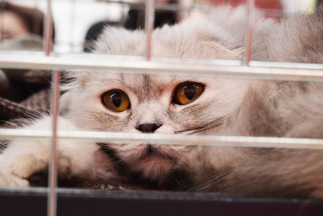 shelter-cat-2754333_640