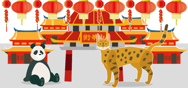中国_猫