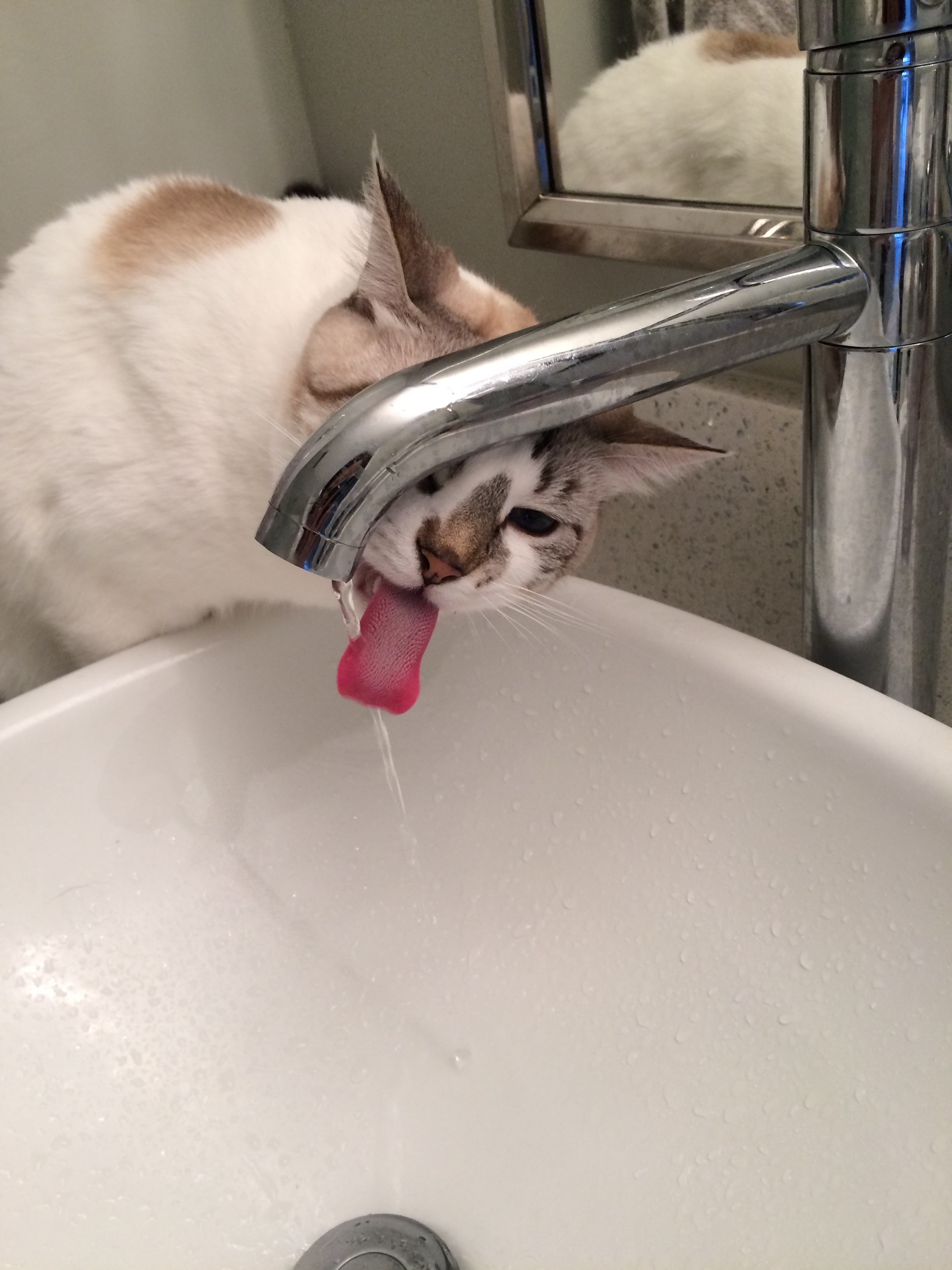 Brie_drinking (1)