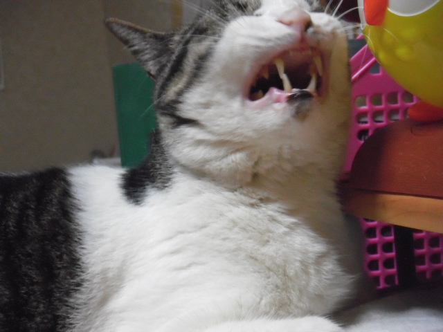 口の中を嫌がる