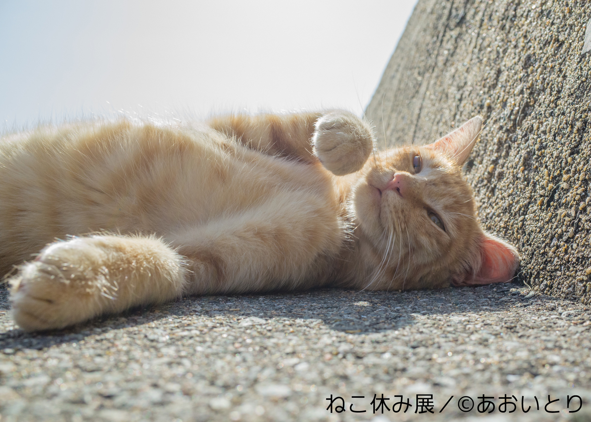 あおいとり_2
