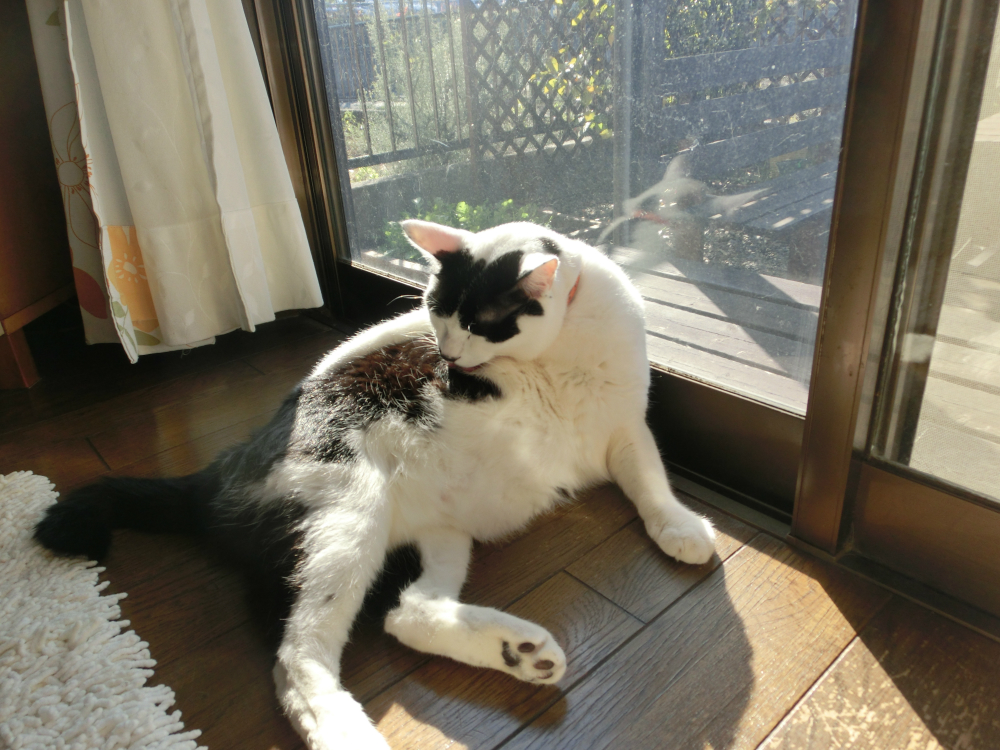 猫の抜け毛をどうにかしたい!a