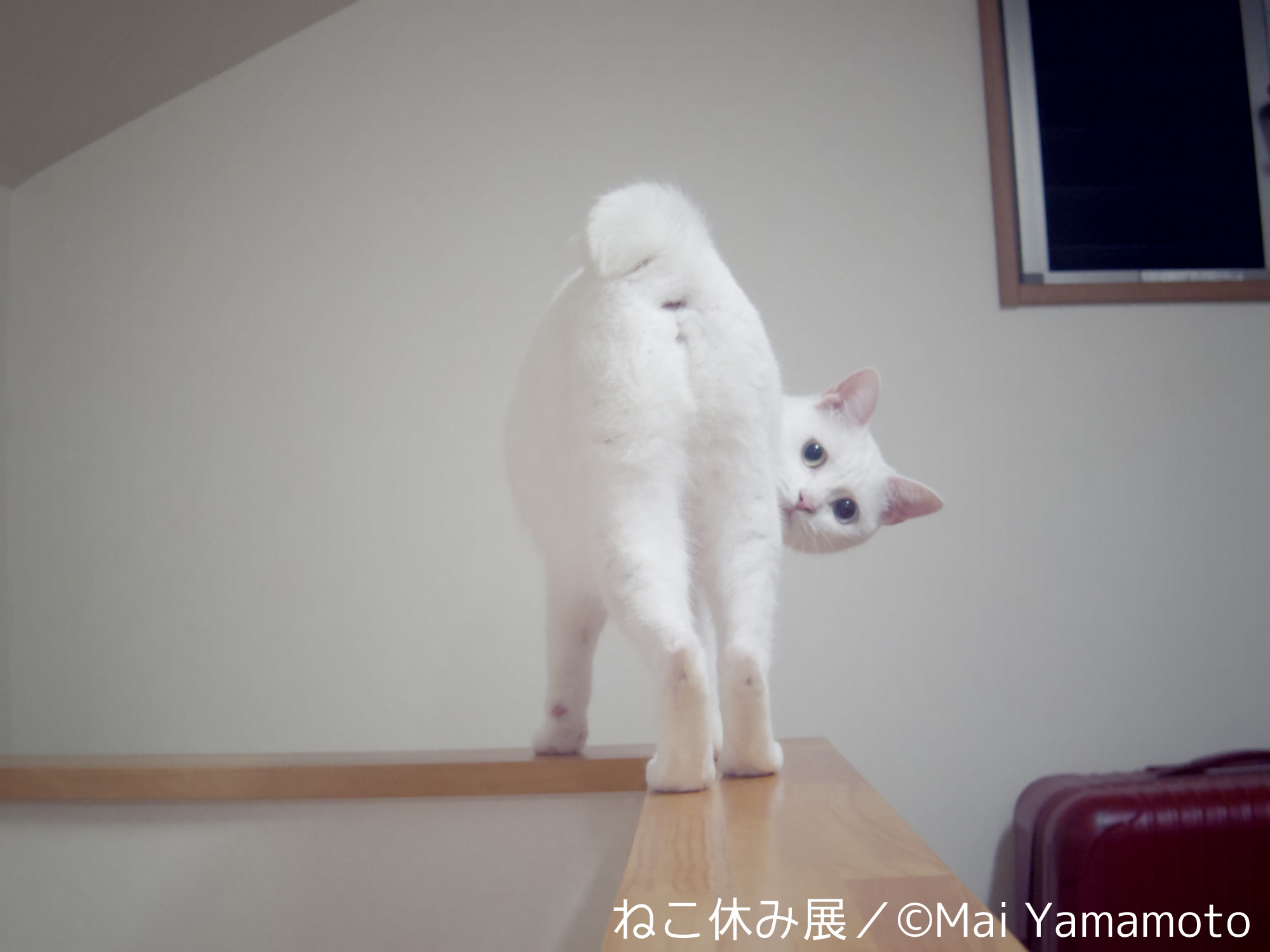 MaiYamamoto