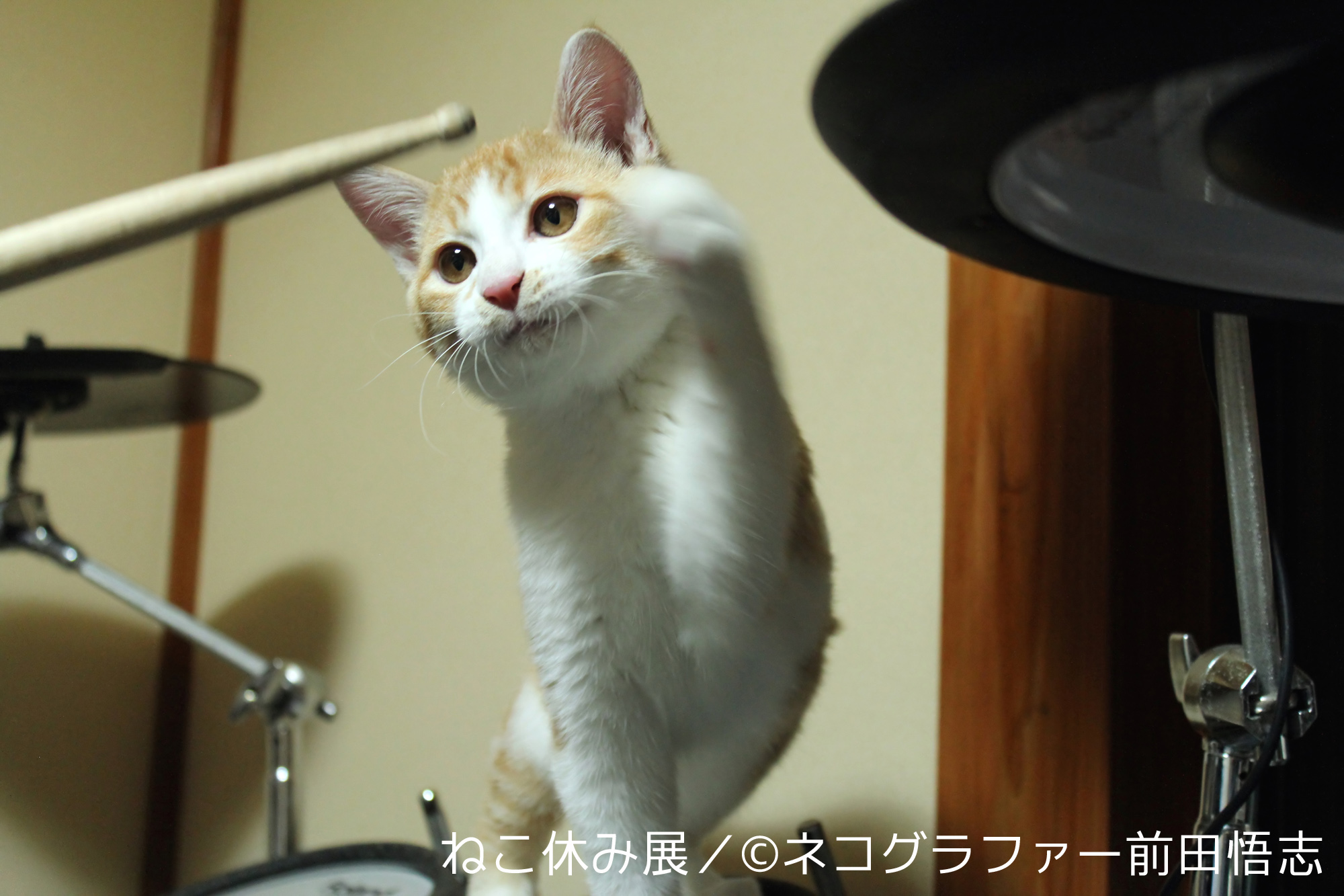 ネコグラファー前田悟志