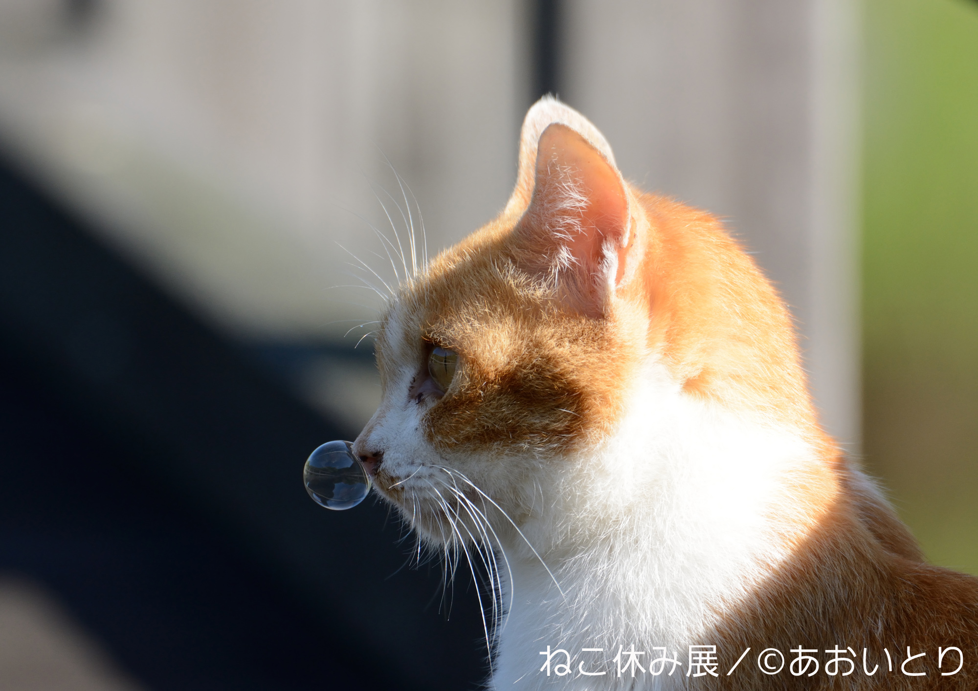 あおいとり_1